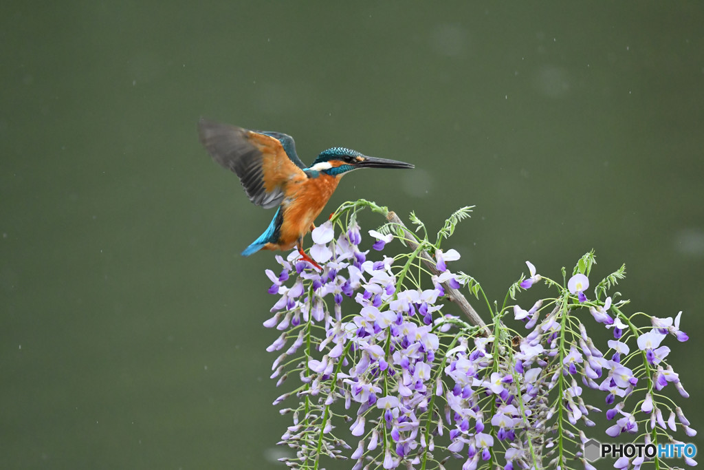 フジの花とカワセミ