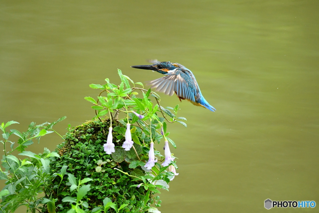 シシンランとカワセミ