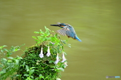 シシンランとカワセミ