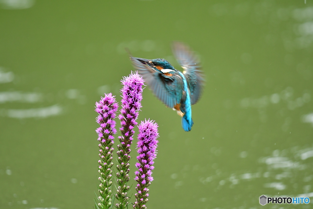 リアトリスとカワセミ