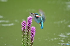 リアトリスとカワセミ