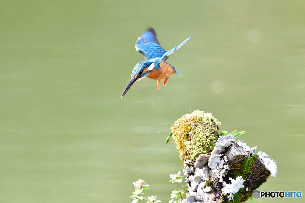 コケとカワセミ