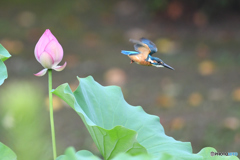 ハスとカワセミ