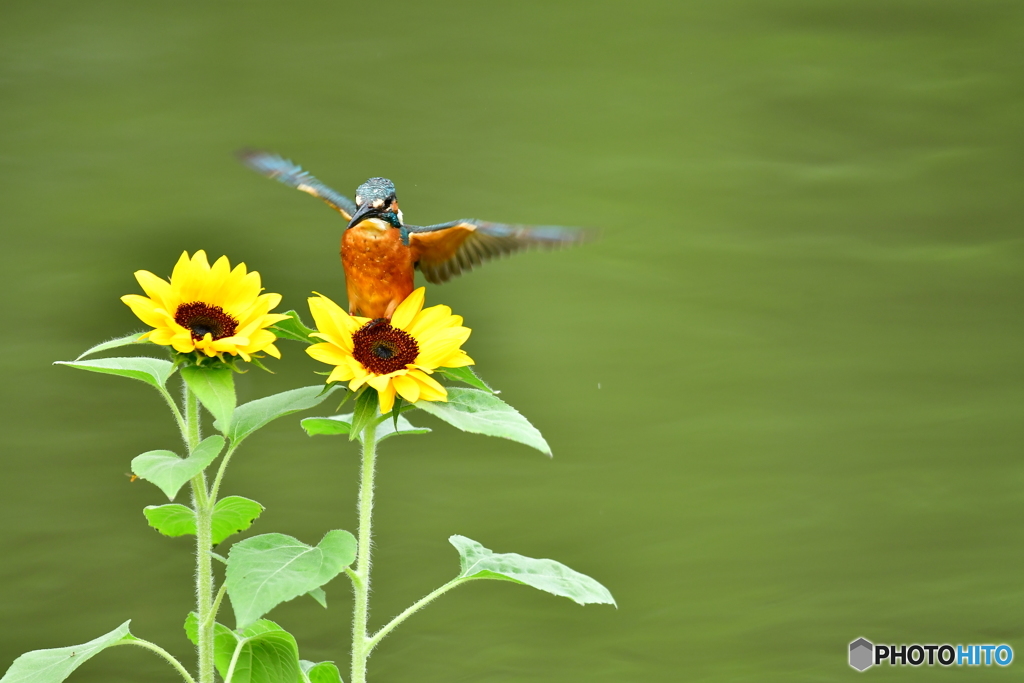 ヒマワリとカワセミ