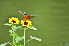 ヒマワリとカワセミ