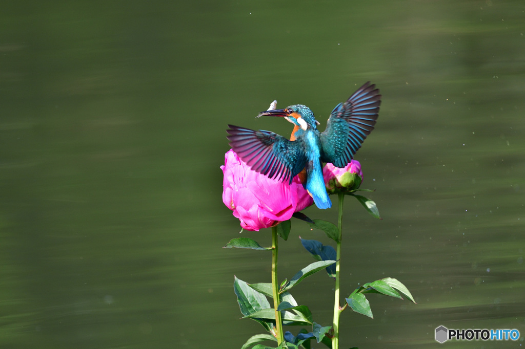 シャクヤクとカワセミ