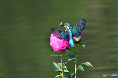 シャクヤクとカワセミ