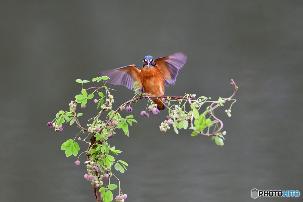アケビの花とカワセミ