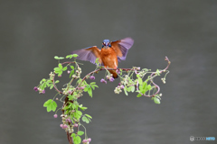 アケビの花とカワセミ