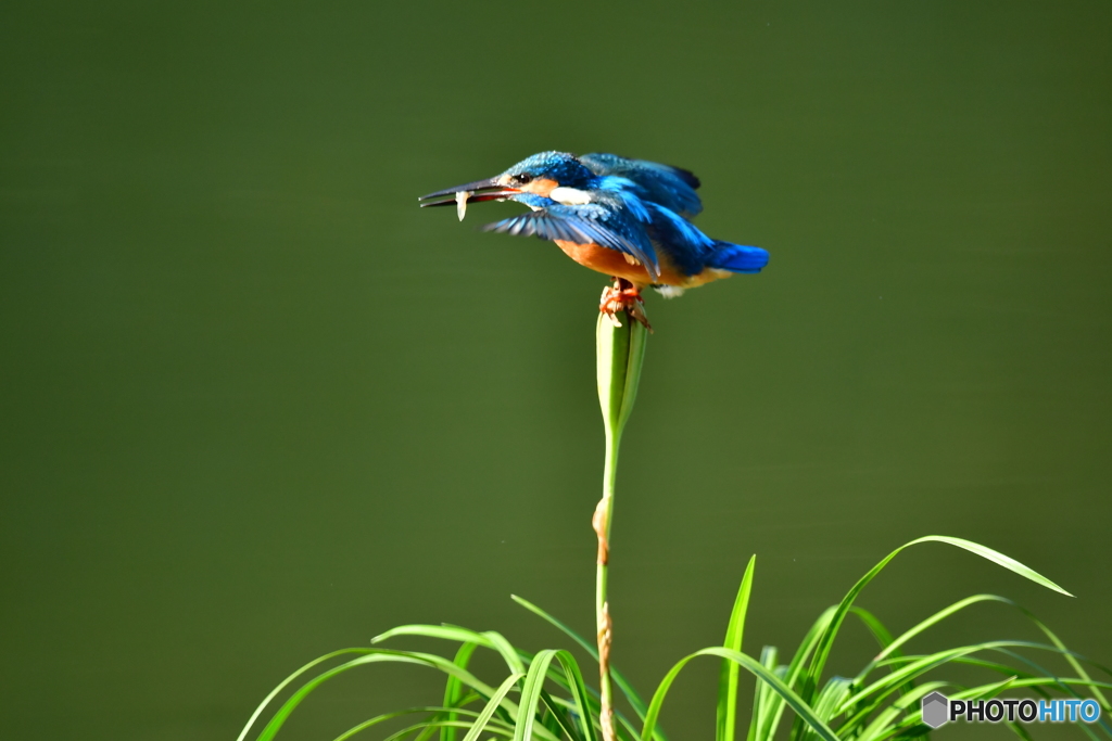 春蘭の実とカワセミ