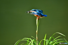 春蘭の実とカワセミ