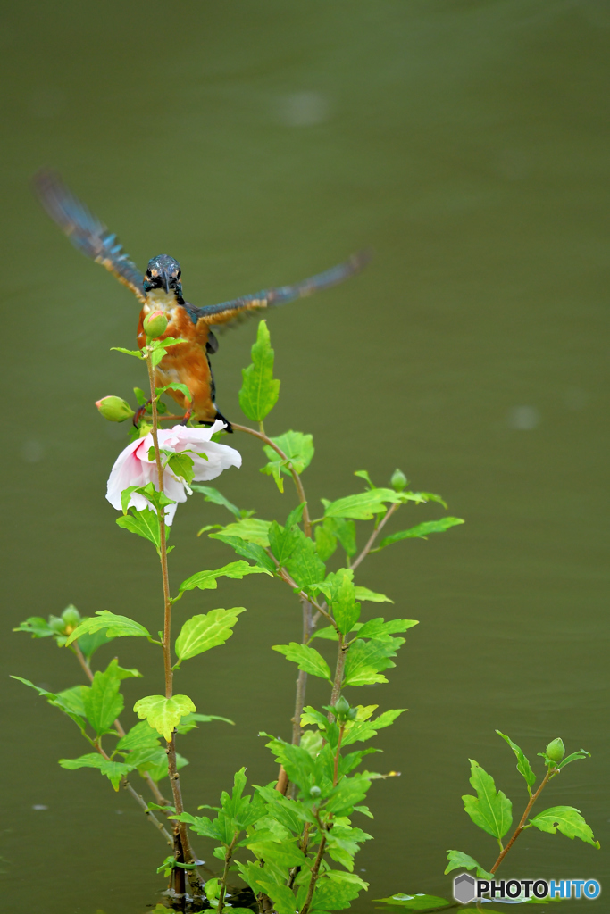 ムクゲとカワセミ