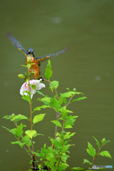 ムクゲとカワセミ