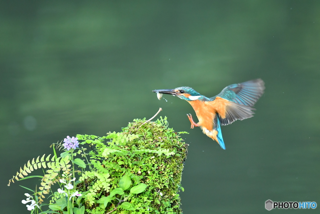 山野草とカワセミ