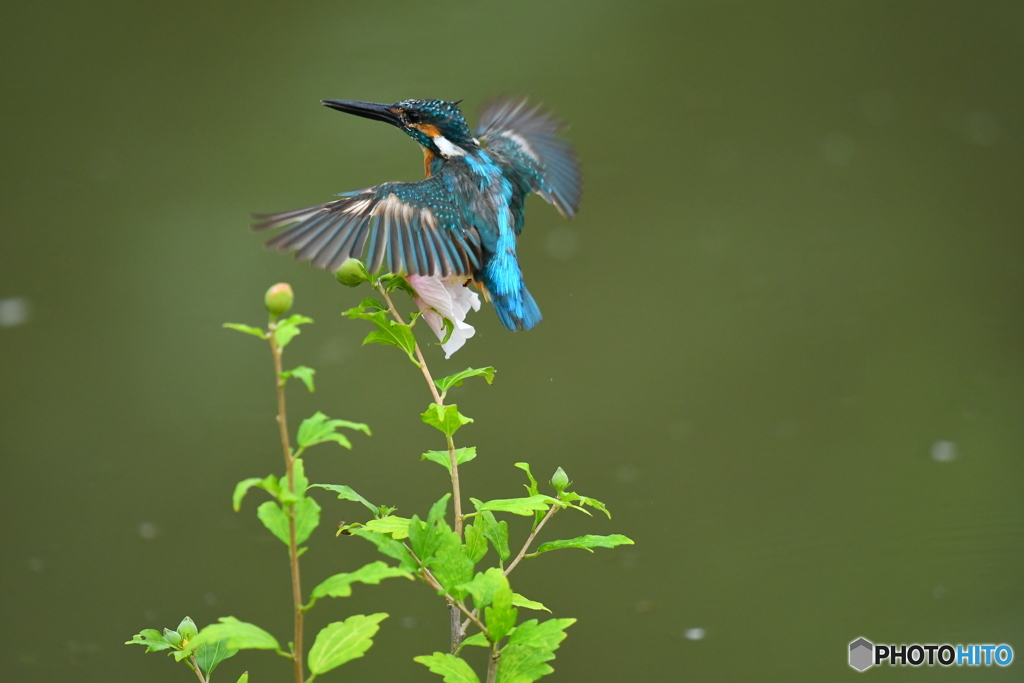 ムクゲとカワセミ