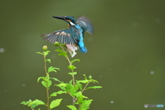 ムクゲとカワセミ