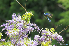 フジの花とオオルリ