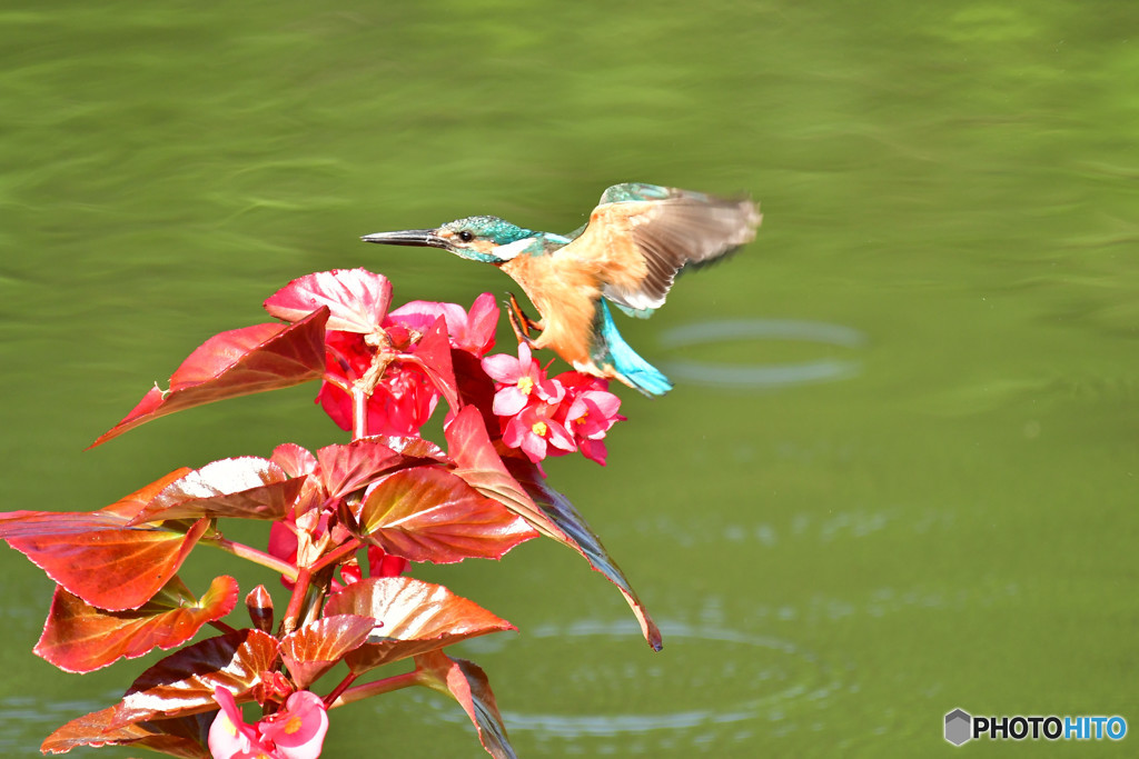ベゴニアとカワセミ