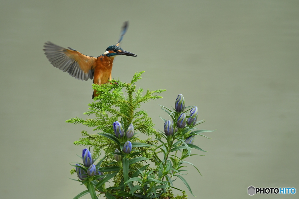 竜胆とカワセミ