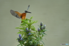 竜胆とカワセミ