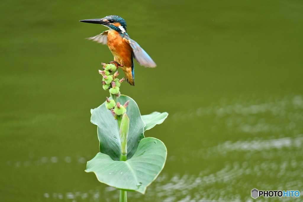 カンナの実とカワセミ
