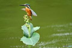 カンナの実とカワセミ