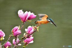 モクレンとカワセミ