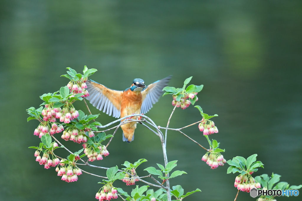更紗ドウタンとカワセミ