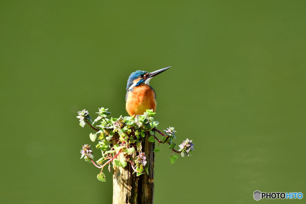 姫踊子草とカワセミ
