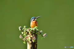 姫踊子草とカワセミ