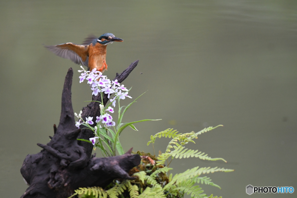 ウチョウランとカワセミ
