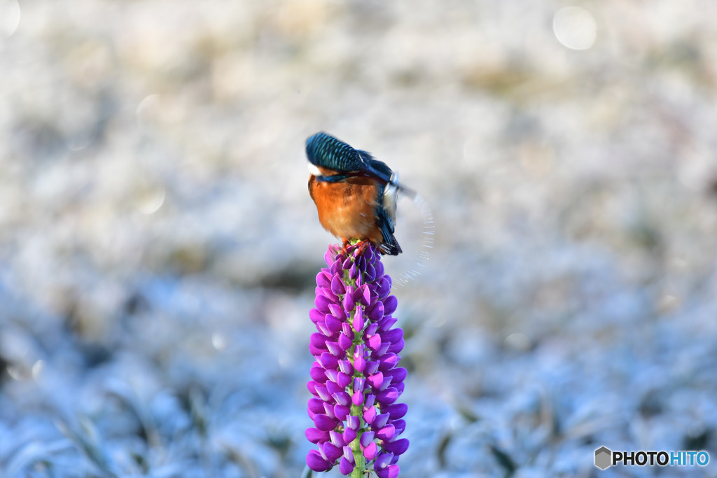 ルピナスとカワセミ