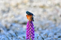 ルピナスとカワセミ