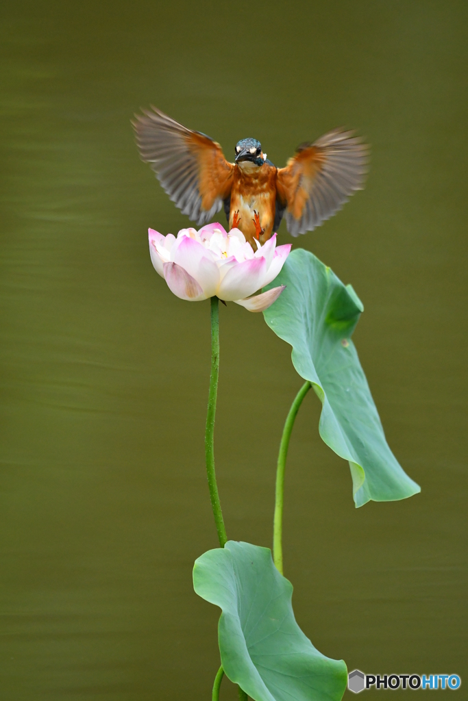 ハスとカワセミ