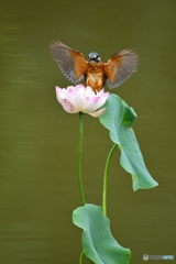 ハスとカワセミ