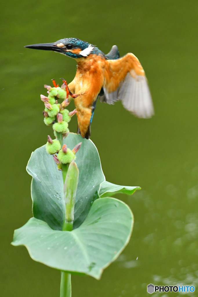 カンナの実とカワセミ