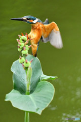 カンナの実とカワセミ