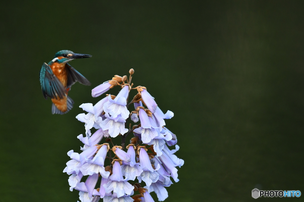 キリの花とカワセミ