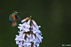 キリの花とカワセミ