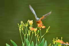 ヒオウギとカワセミ