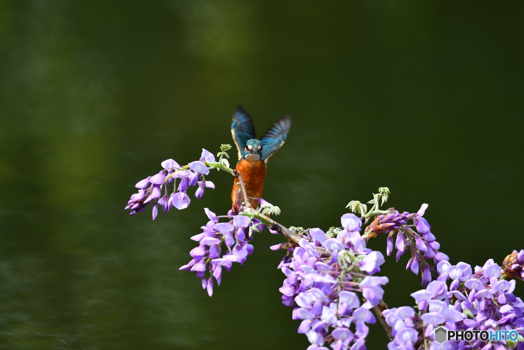 フジの花とカワセミ
