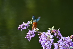フジの花とカワセミ
