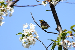 桜とキビタキ