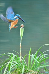 春蘭の実とカワセミ