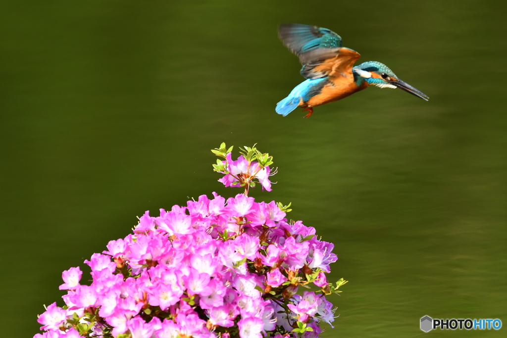 雲仙ツツジとカワセミ