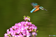 雲仙ツツジとカワセミ