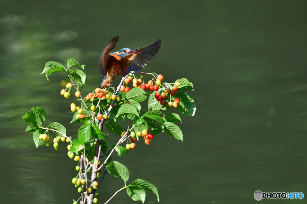 サクランボとカワセミ
