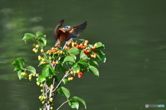 サクランボとカワセミ