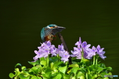 ホテイアオイとカワセミ