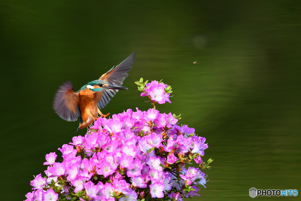 雲仙ツツジとカワセミ